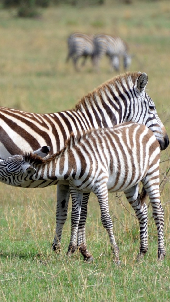 Обои живая природа, Квагга, зебра, пустыня, наземные животные в разрешении 720x1280