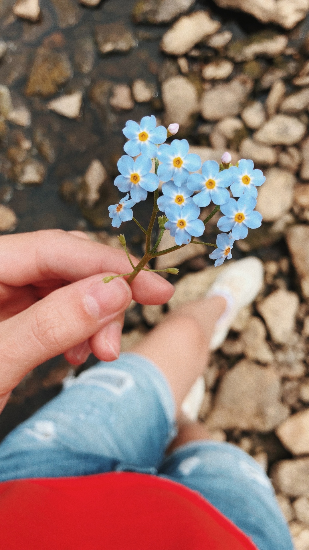 Обои цветок, наука, физика, человек, синий в разрешении 1080x1920