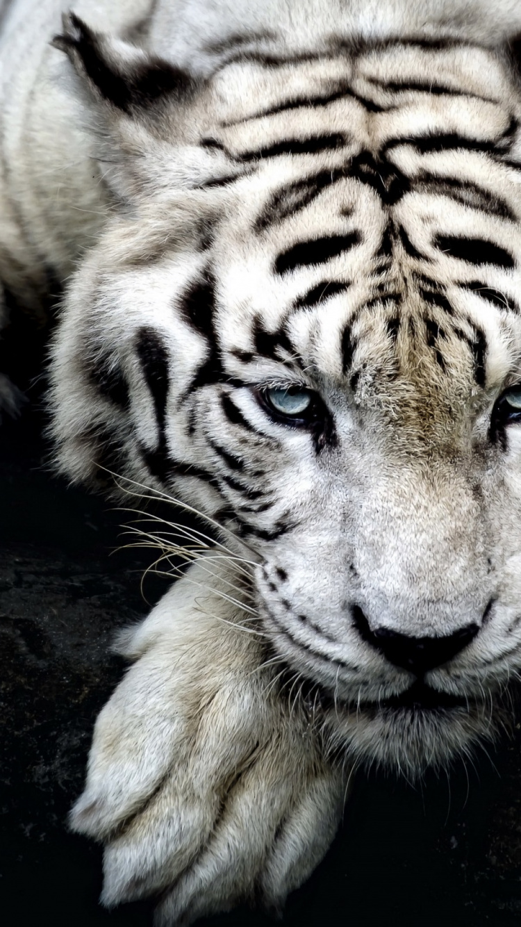 Обои хищник, Белый тигр, зоопарк, наземные животные, кошачьих в разрешении 750x1334