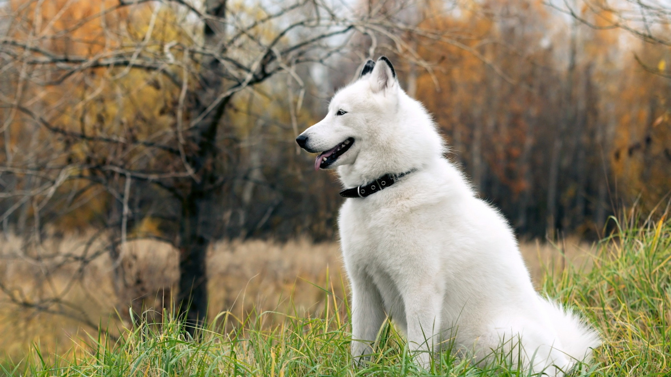 Обои аляскинский маламут, щенок, аляскинский хаски, собака породы, Бергер Блан Suisse в в разрешении 1366x768