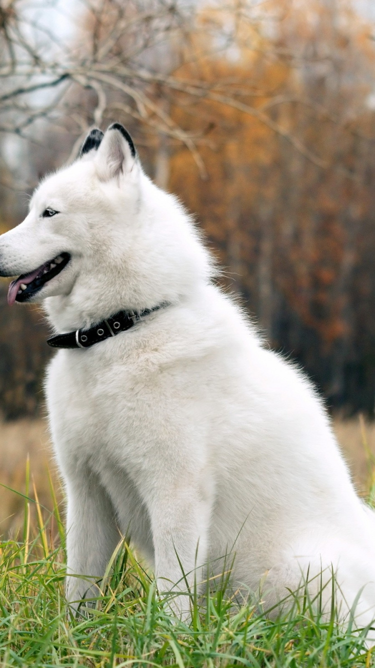 Обои аляскинский маламут, щенок, аляскинский хаски, собака породы, Бергер Блан Suisse в в разрешении 750x1334