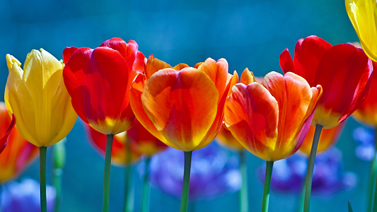 Обои тюльпаны, цветок, желтый, лепесток, стебель растения в разрешении 1280x720