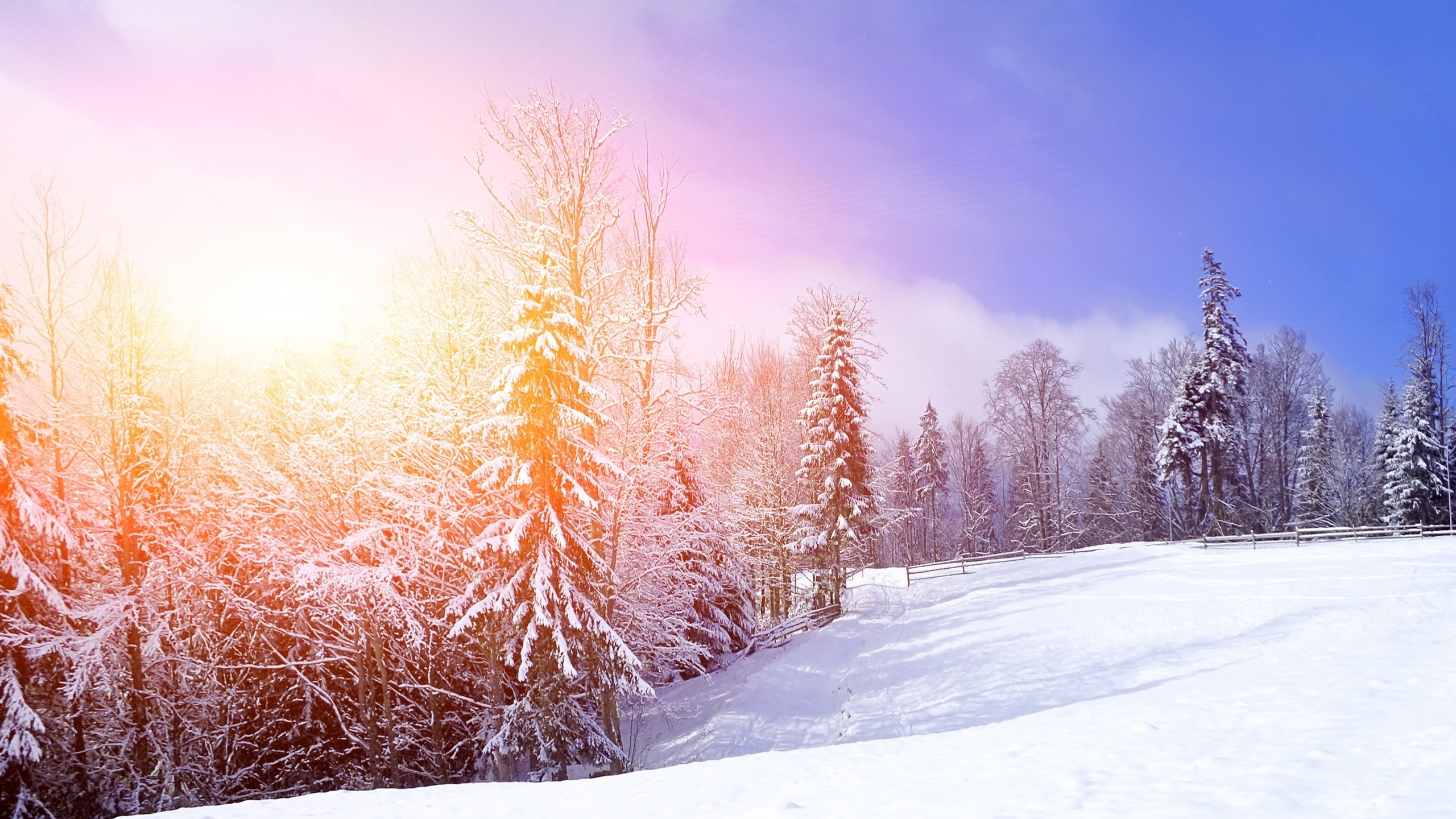 Обои зима, снег, природа, дерево, замораживание в разрешении 2560x1440