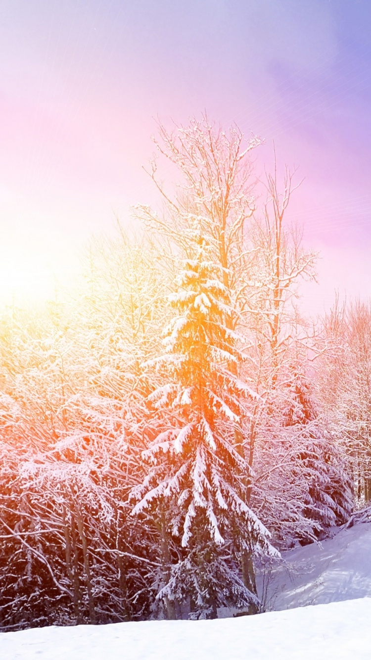 Обои зима, снег, природа, дерево, замораживание в разрешении 750x1334