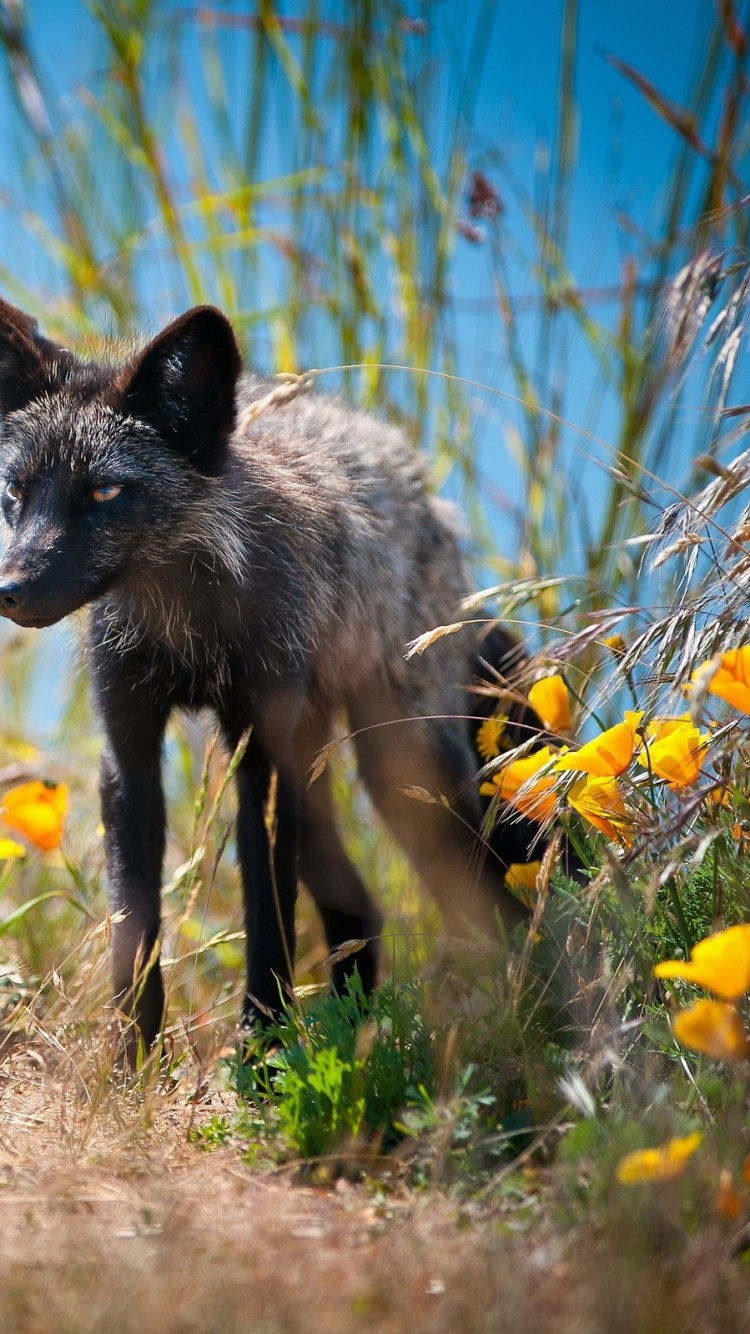 Flower foxes. Лисица псовые. Лиса летом. Живая природа. Псовые в природе.