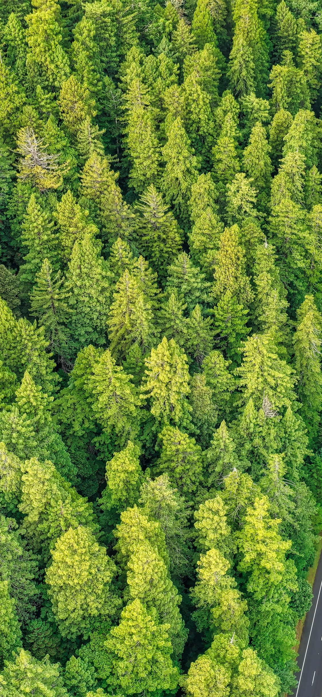 Обои туя, растительное сообщество, биом, с высоты птичьего полета, дерево в разрешении 1125x2436