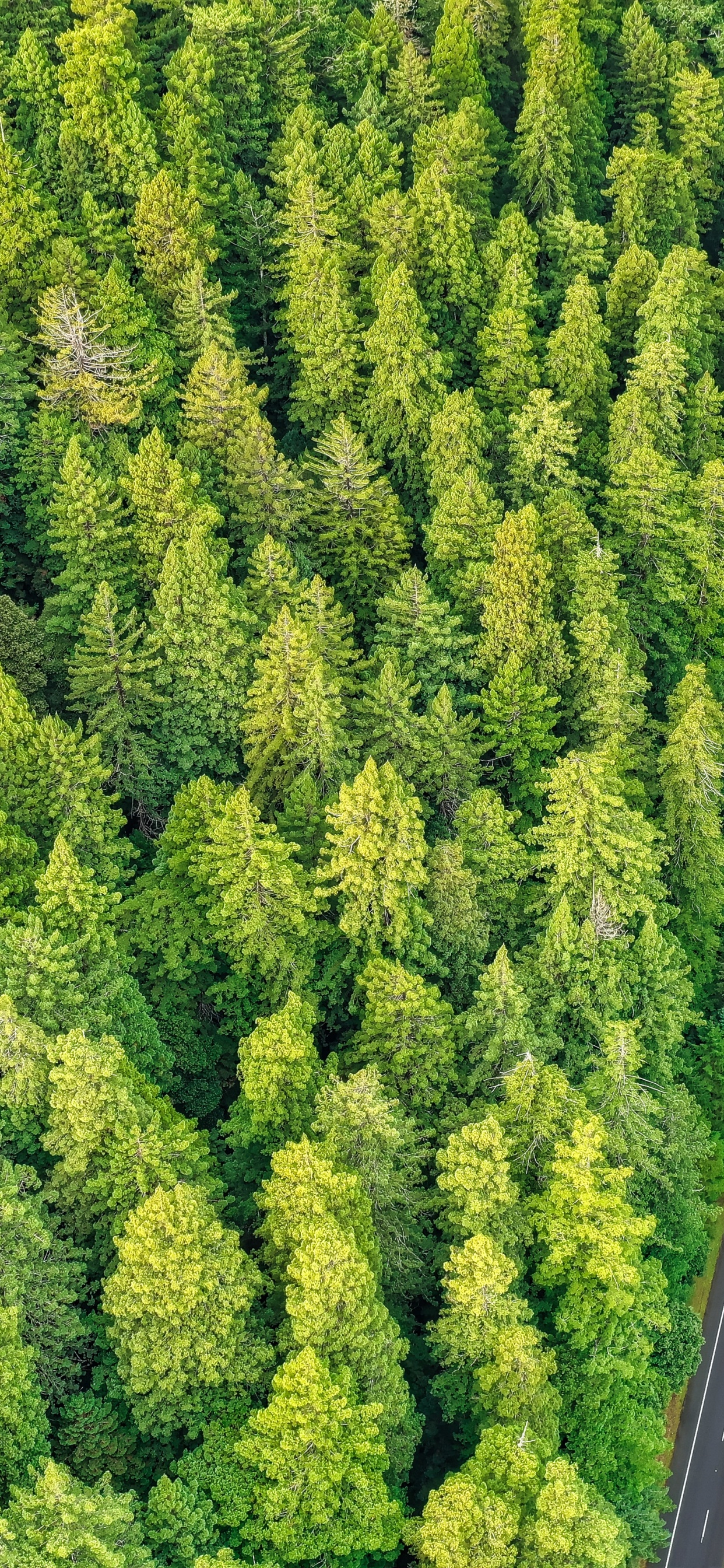 Обои туя, растительное сообщество, биом, с высоты птичьего полета, дерево в разрешении 1242x2688