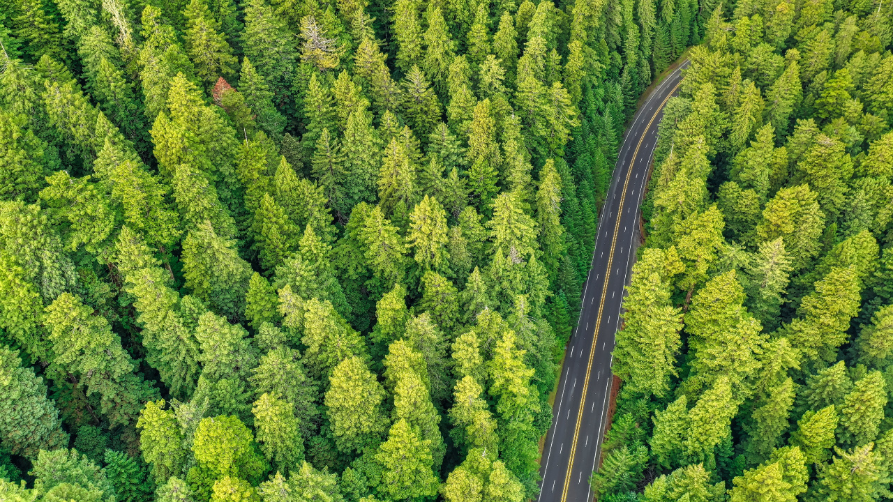 Обои туя, растительное сообщество, биом, с высоты птичьего полета, дерево в разрешении 1280x720
