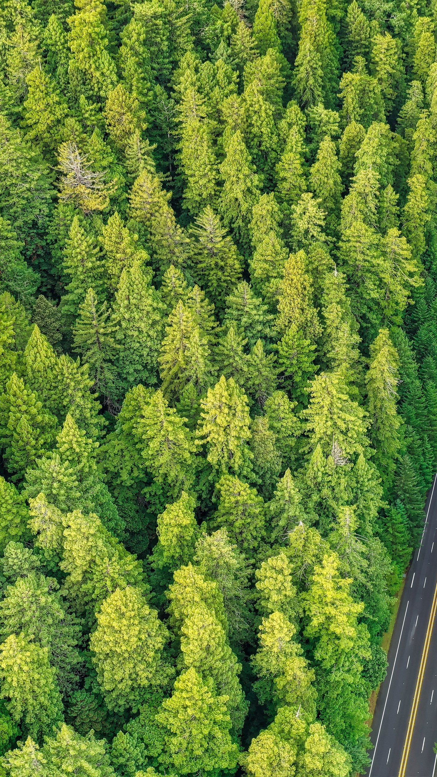 Обои туя, растительное сообщество, биом, с высоты птичьего полета, дерево в разрешении 1440x2560