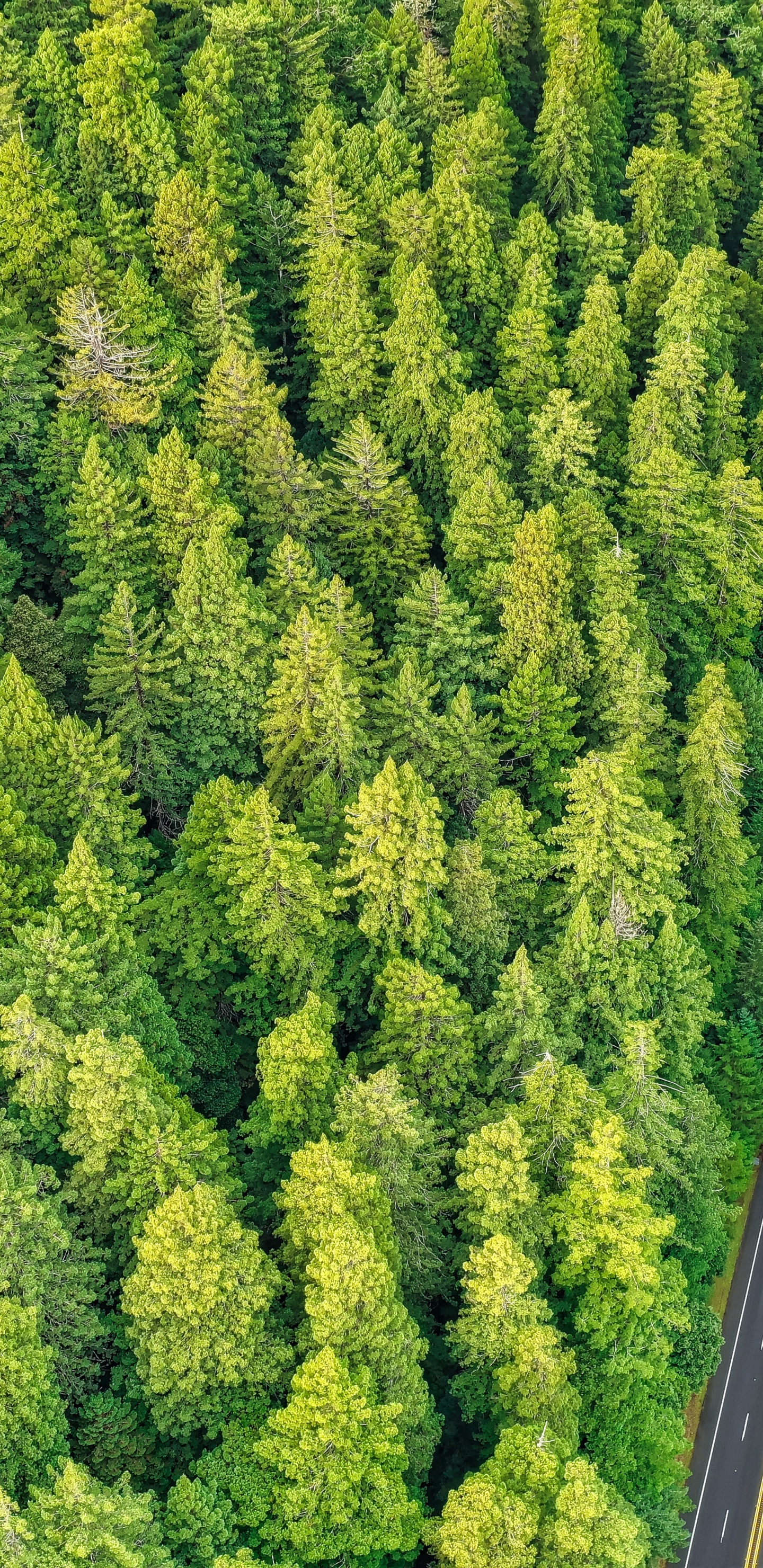Обои туя, растительное сообщество, биом, с высоты птичьего полета, дерево в разрешении 1440x2960