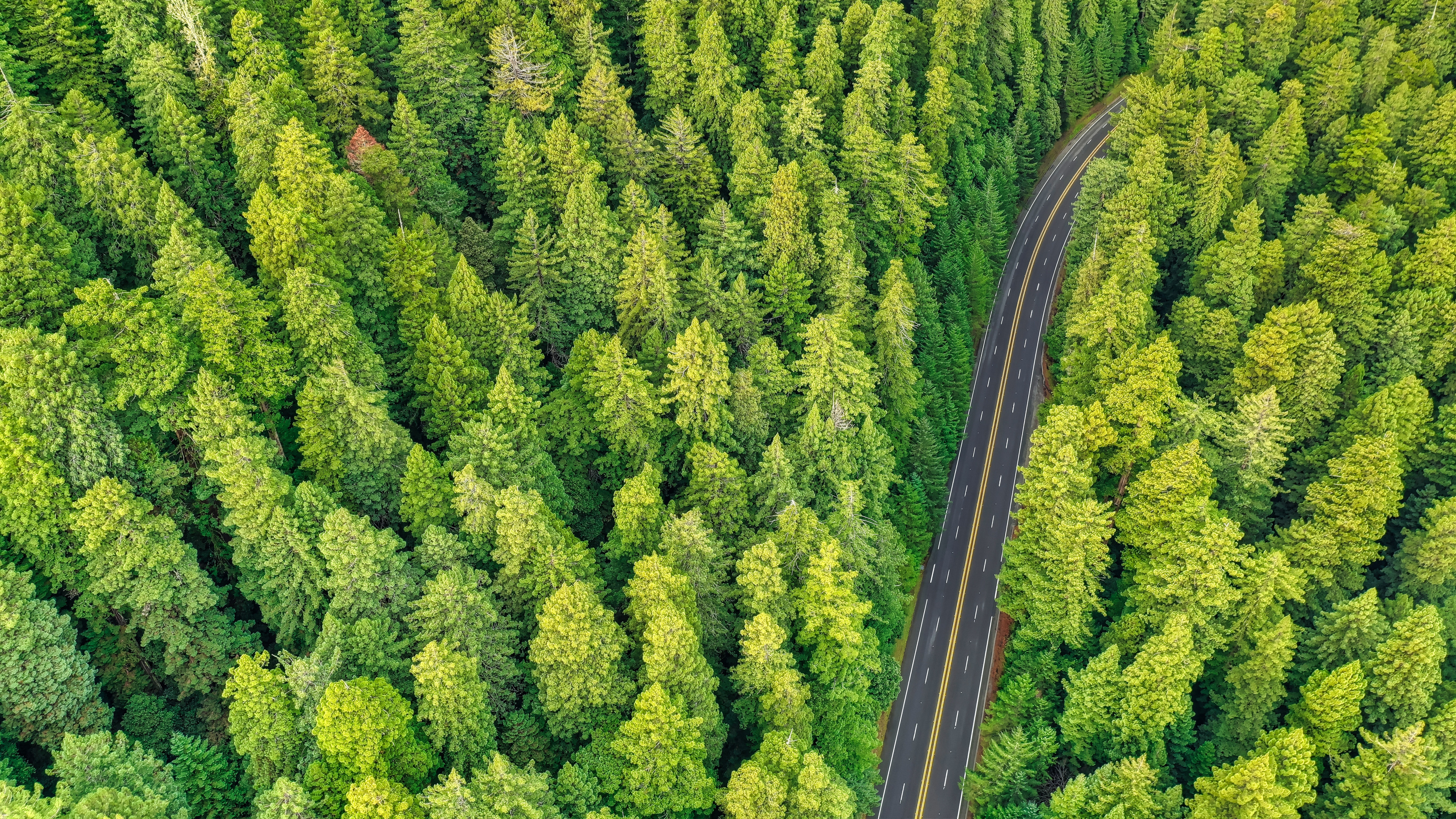 Обои туя, растительное сообщество, биом, с высоты птичьего полета, дерево в разрешении 3840x2160