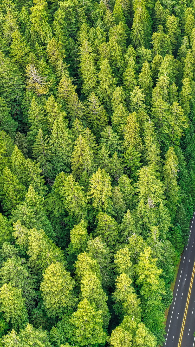 Обои туя, растительное сообщество, биом, с высоты птичьего полета, дерево в разрешении 750x1334