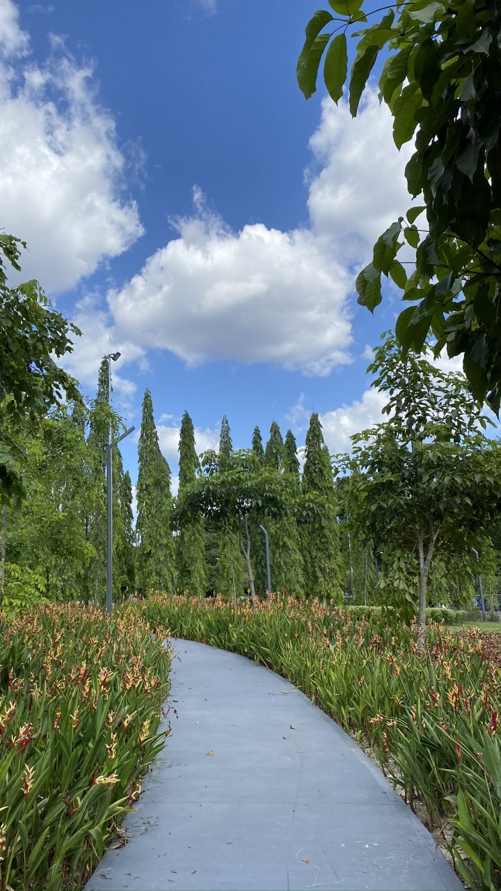 Обои природа, растительность, трава, биом, растение в разрешении 720x1280