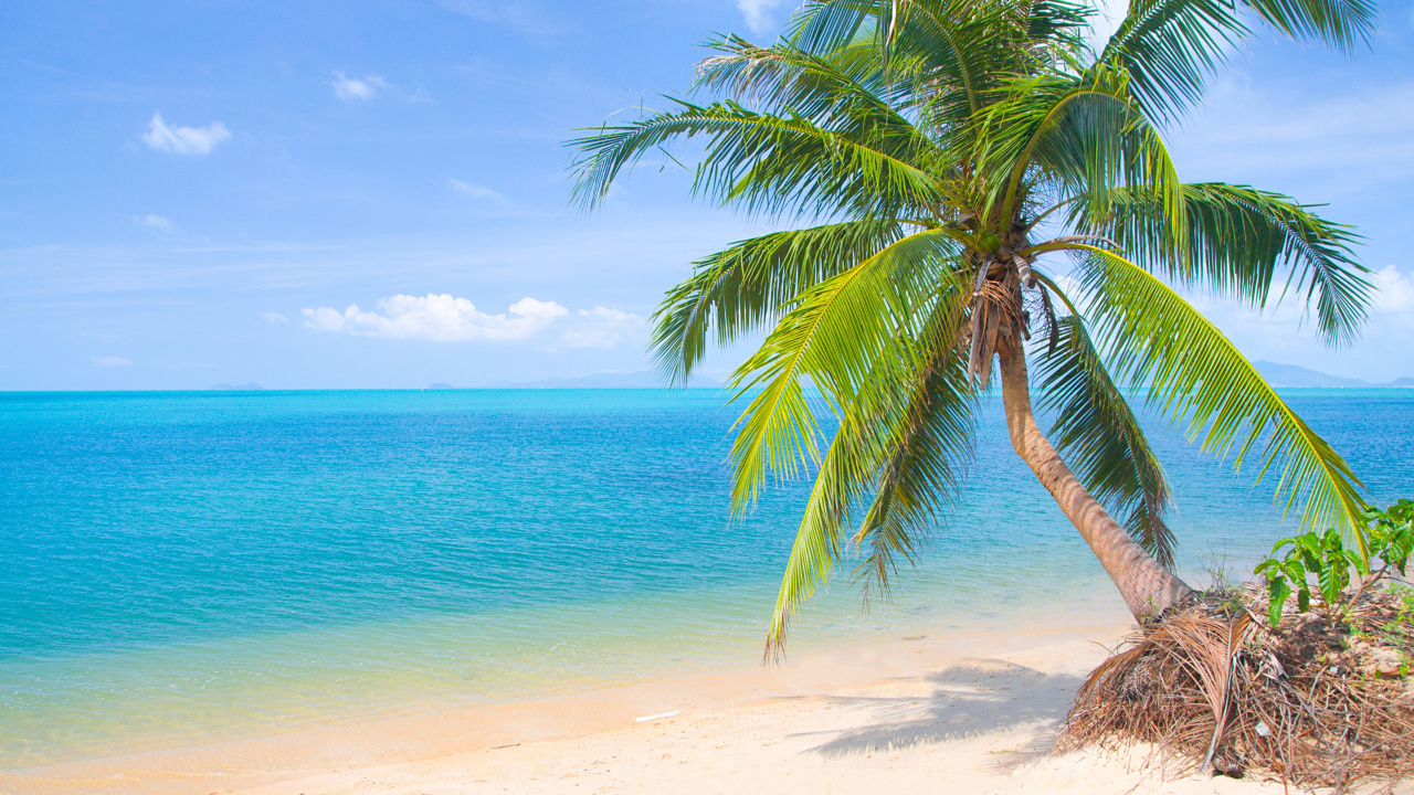 Обои пальмовые рощи, тропическая зона, Пальма, Карибский бассейн, пляж в разрешении 1280x720