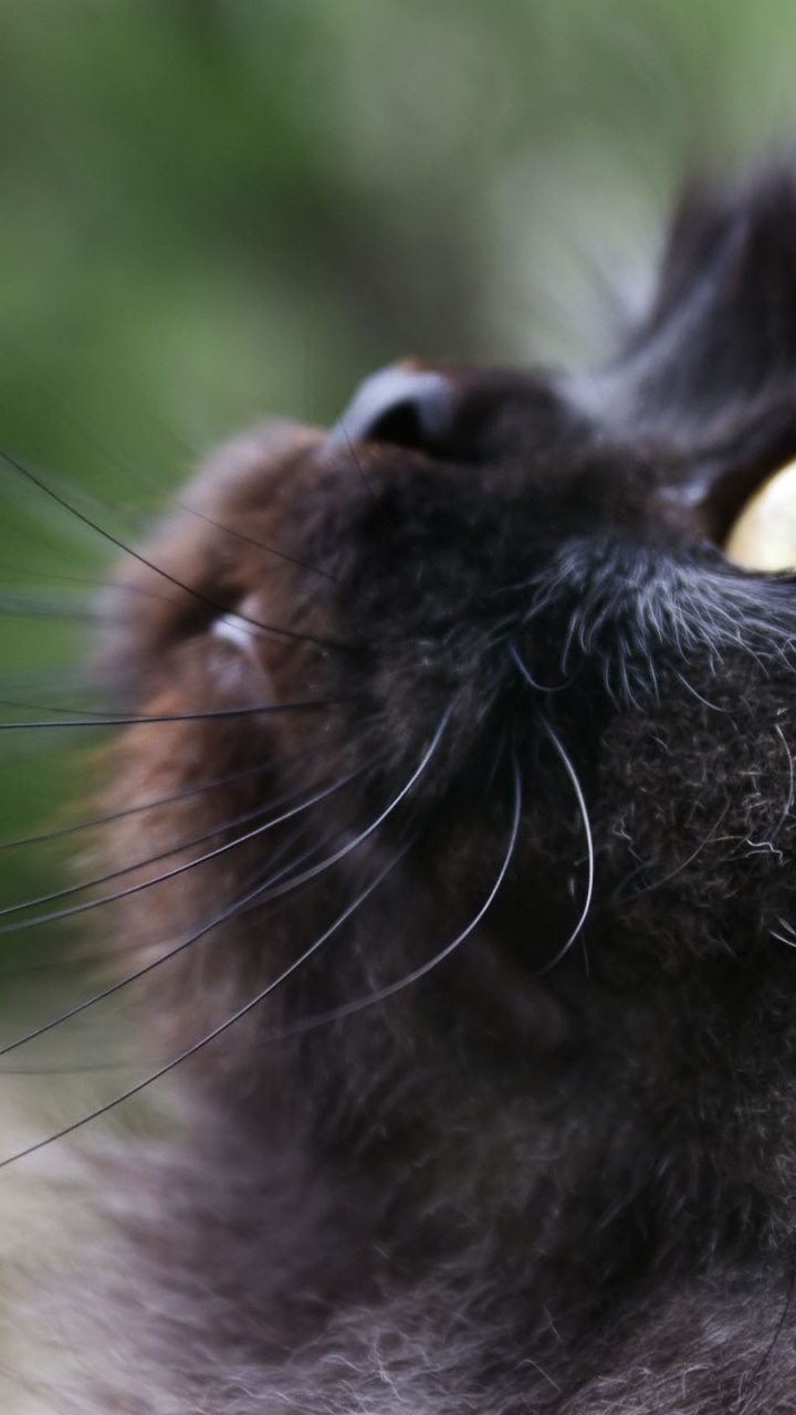 Обои котенок, сиамская кошка, полосатый кот, черная кошка, черный кот в разрешении 720x1280