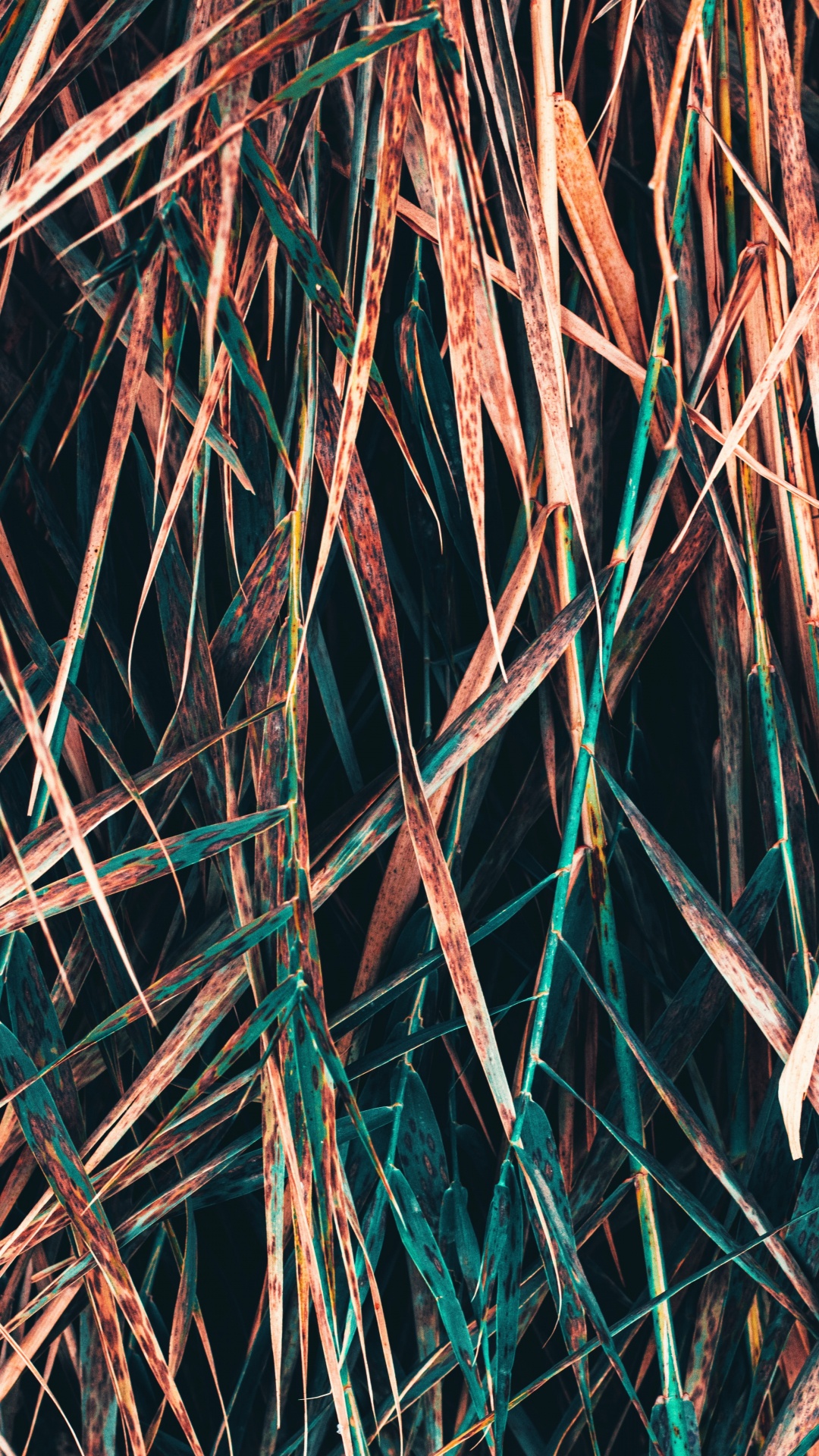 Обои прут, ветвь, дерево, растение, узор в разрешении 1080x1920