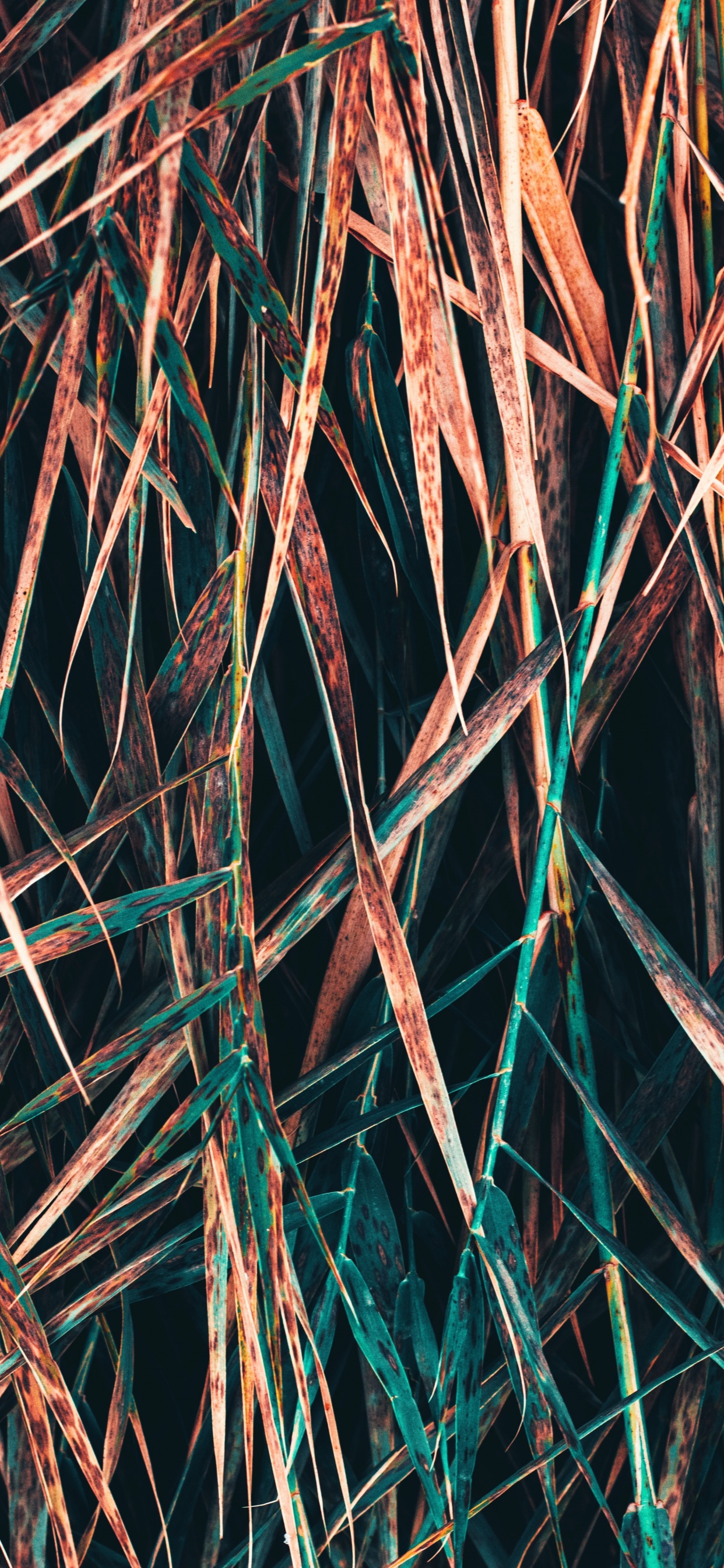 Обои прут, ветвь, дерево, растение, узор в разрешении 1242x2688