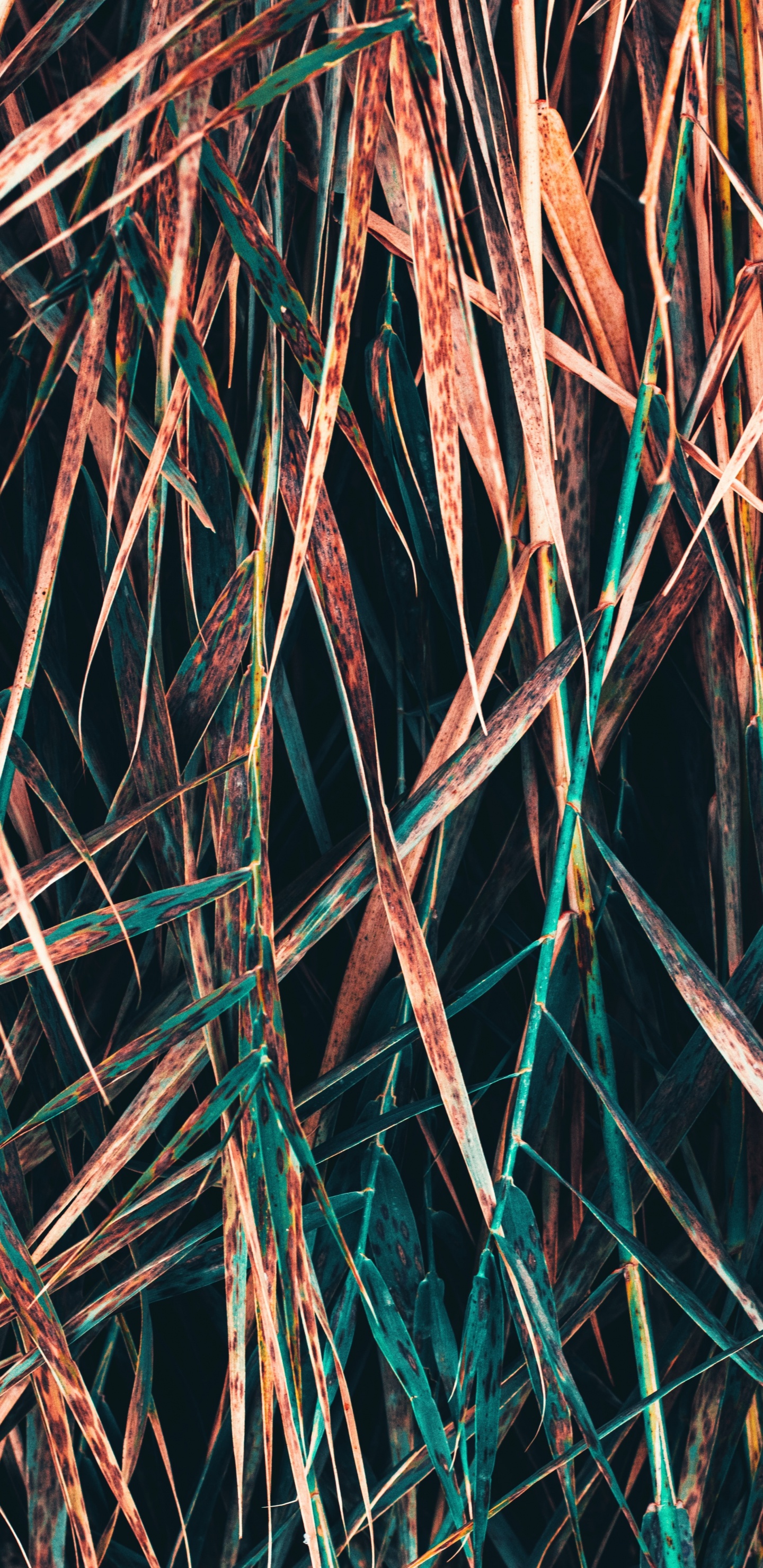 Обои прут, ветвь, дерево, растение, узор в разрешении 1440x2960