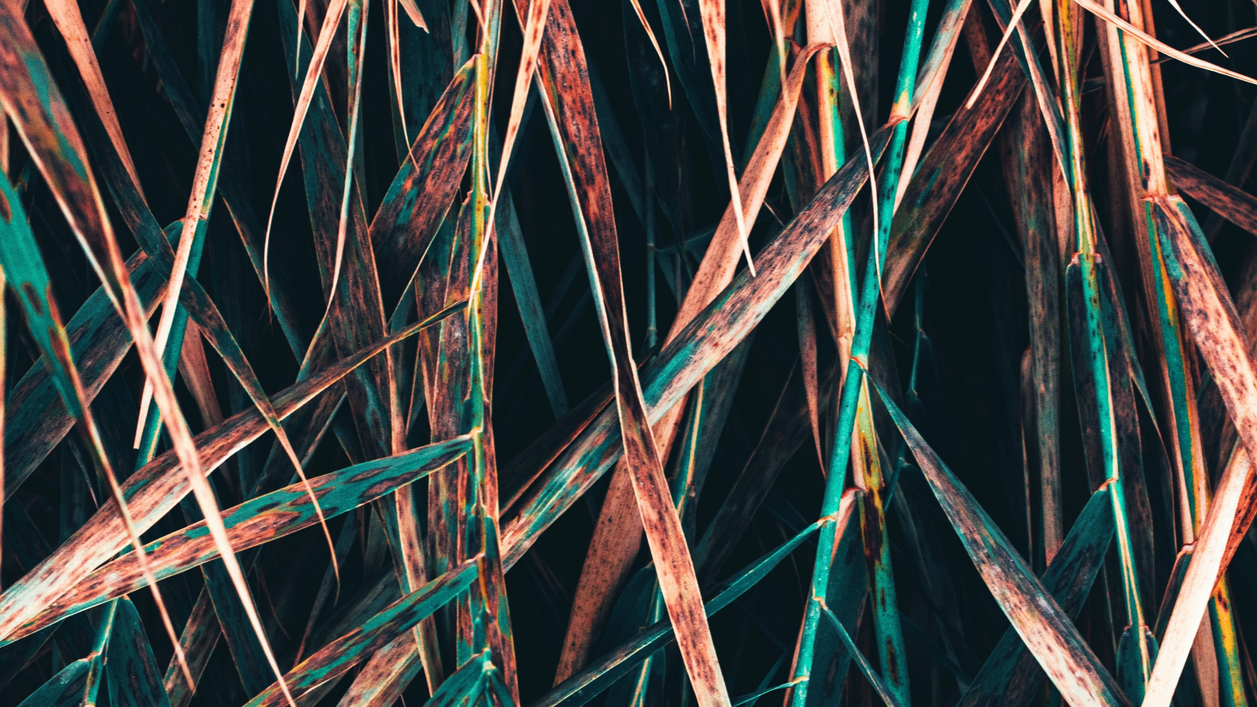 Обои прут, ветвь, дерево, растение, узор в разрешении 2560x1440