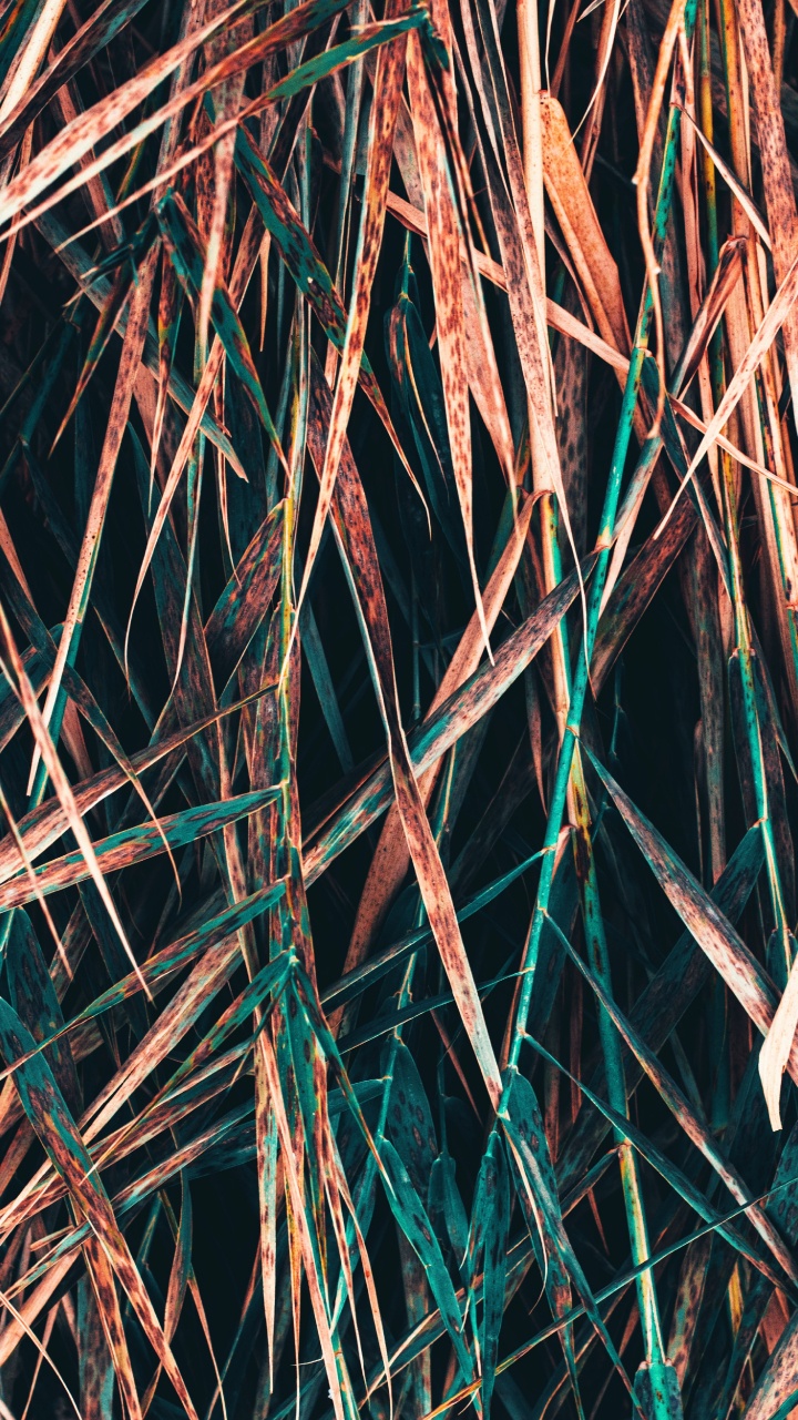 Обои прут, ветвь, дерево, растение, узор в разрешении 720x1280