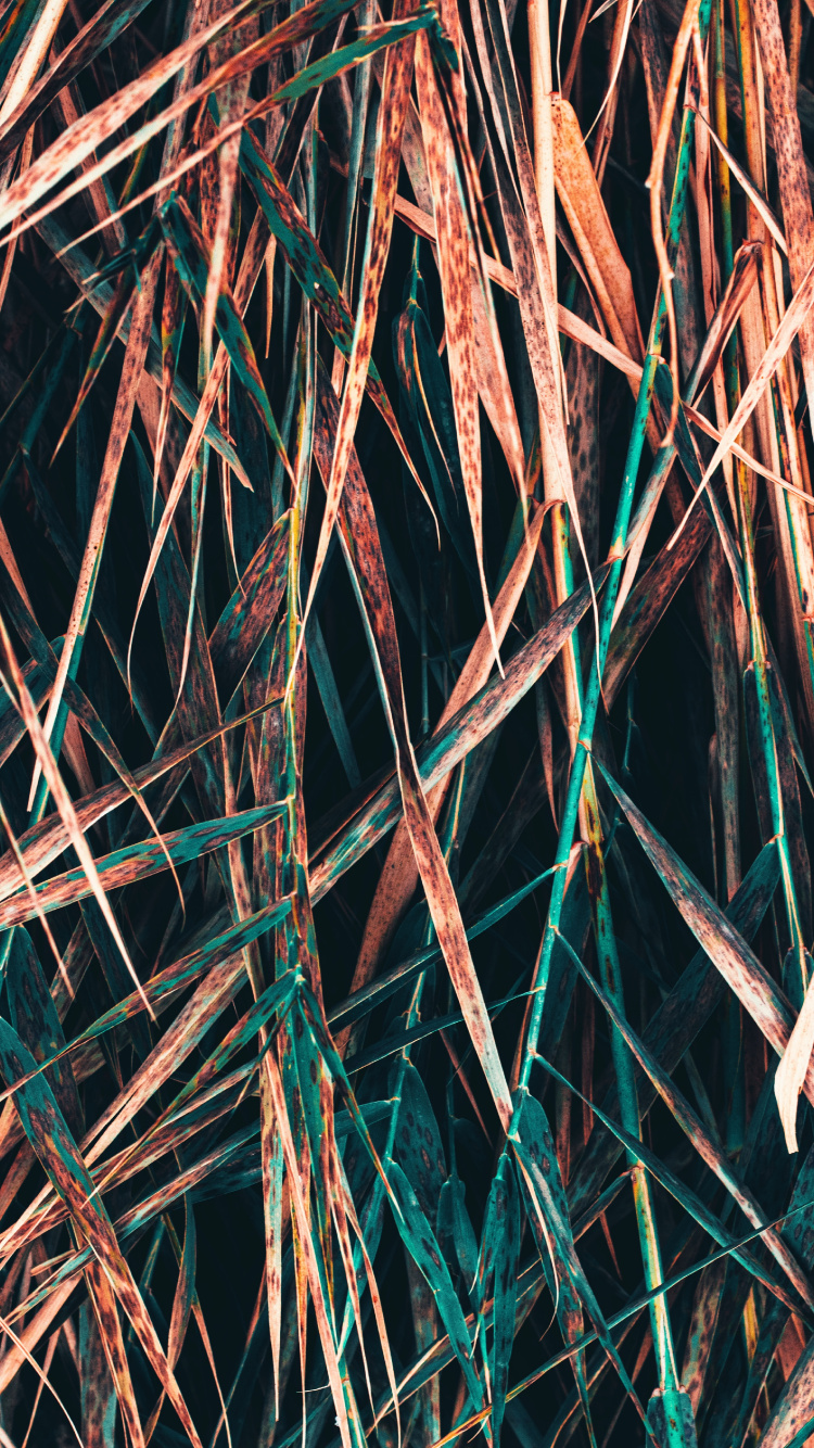 Обои прут, ветвь, дерево, растение, узор в разрешении 750x1334