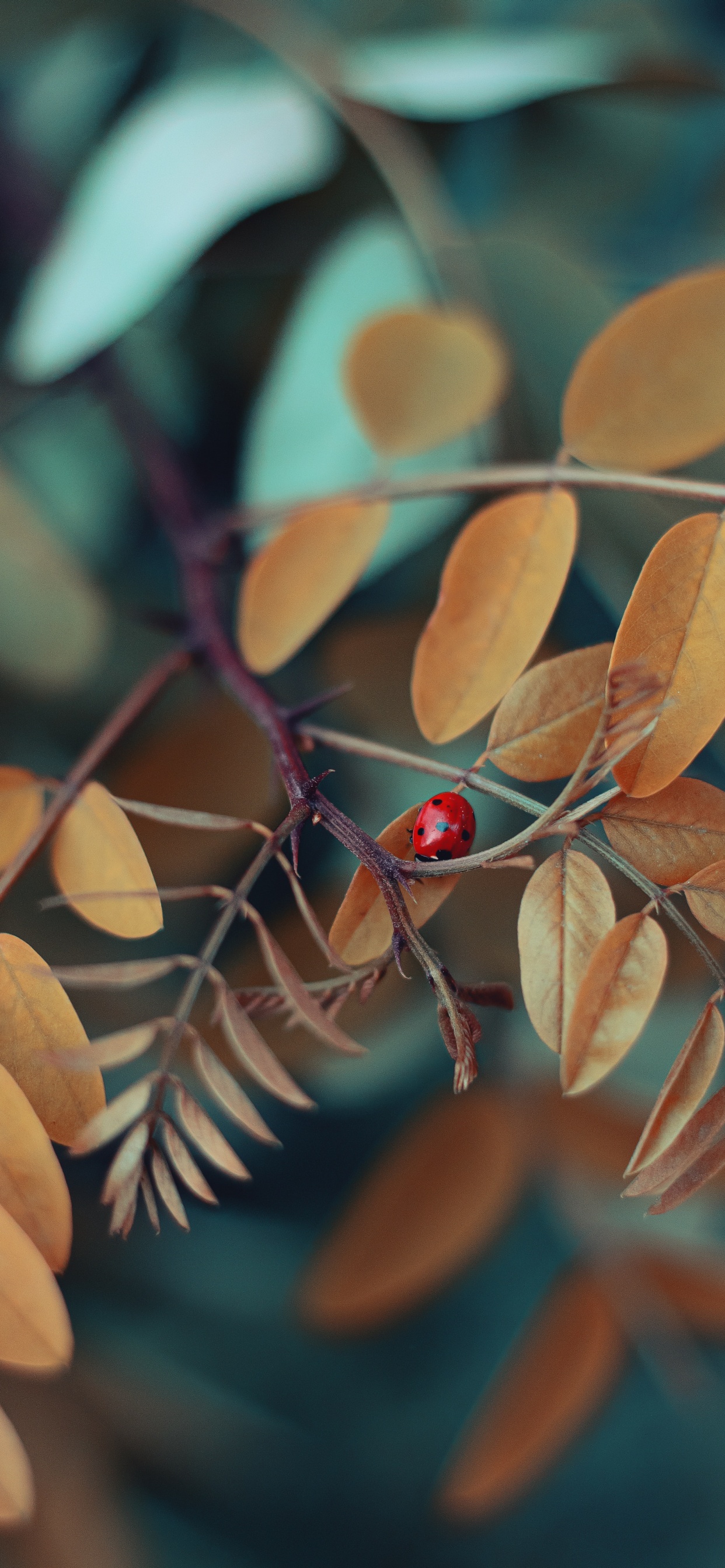 Обои ботаники, прут, цветок, ветвь, дерево в разрешении 1242x2688