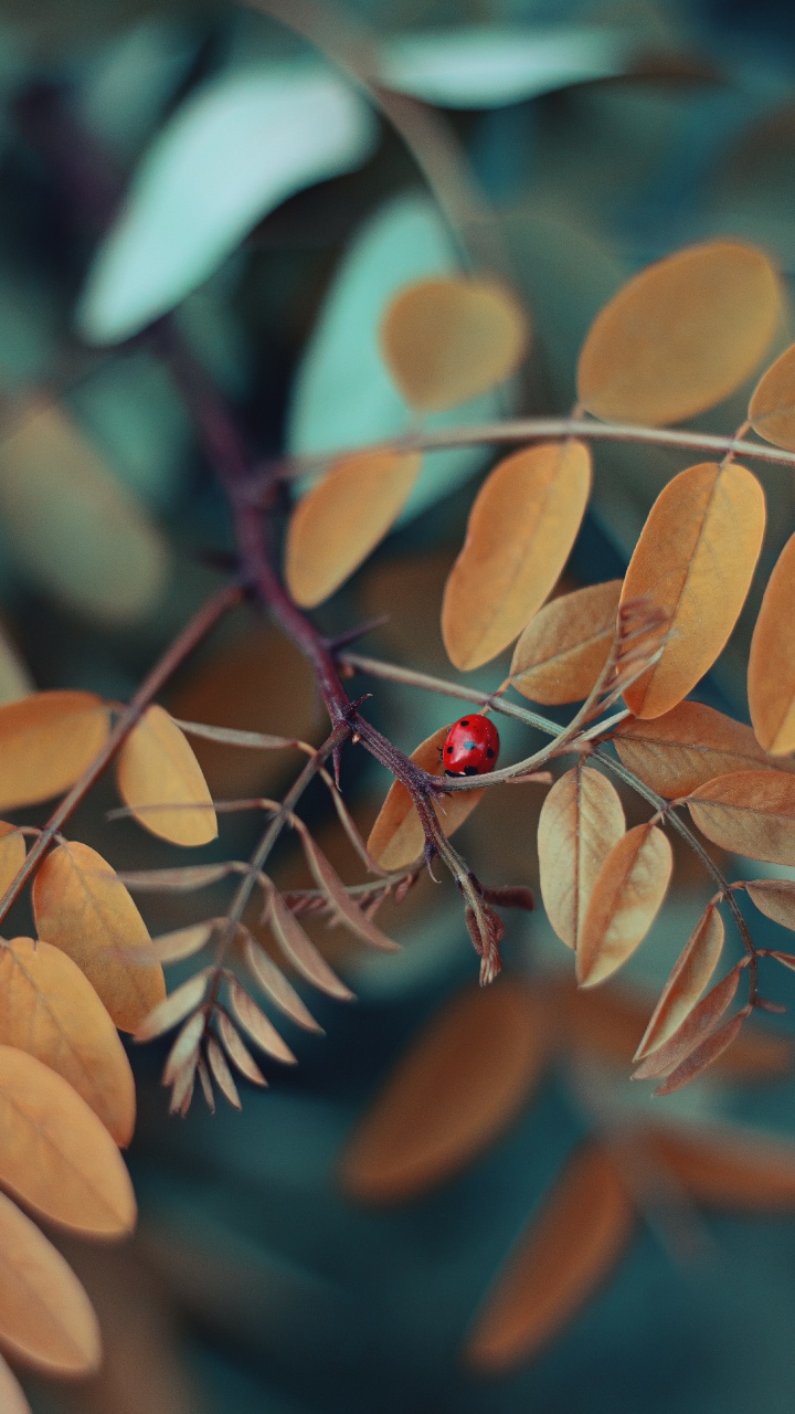 Обои ботаники, прут, цветок, ветвь, дерево в разрешении 720x1280