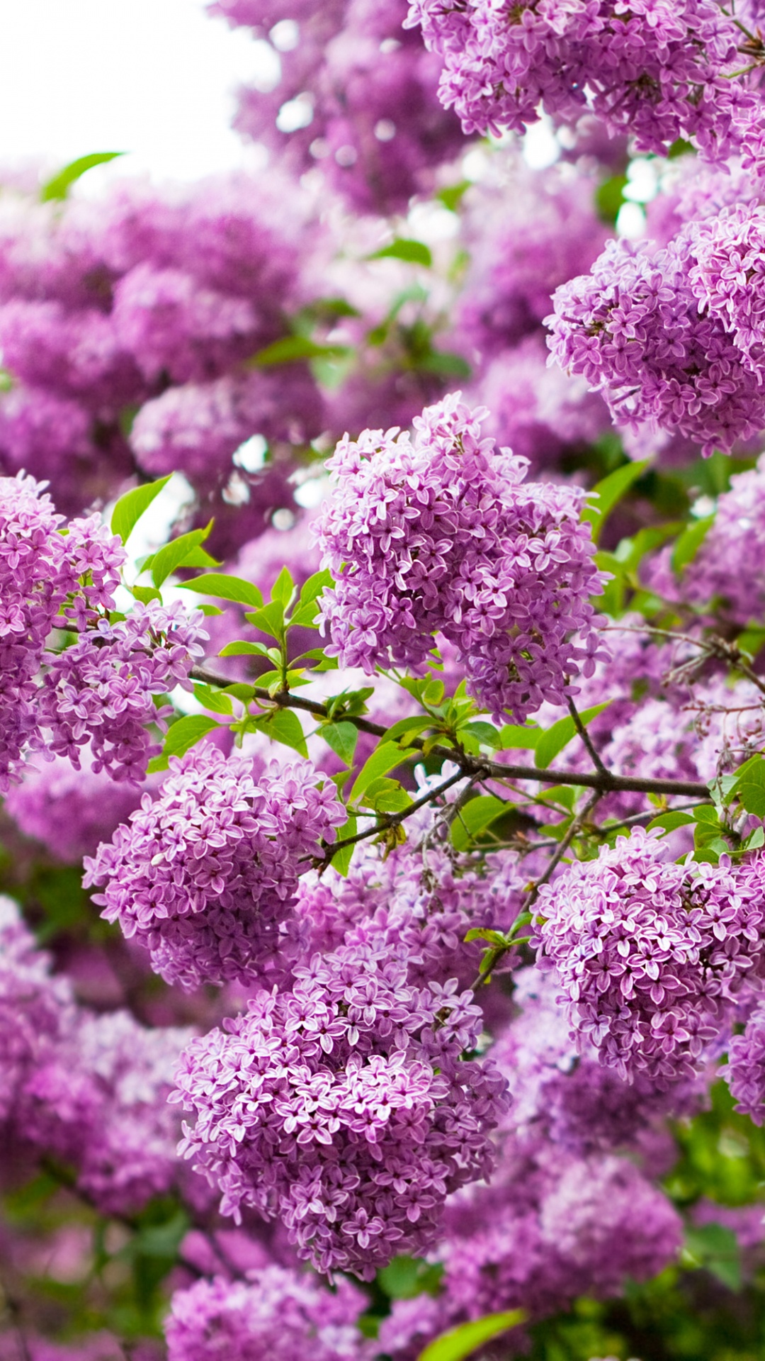 Обои цветковое растение, цветок, сирень, пурпур, растение в разрешении 1080x1920