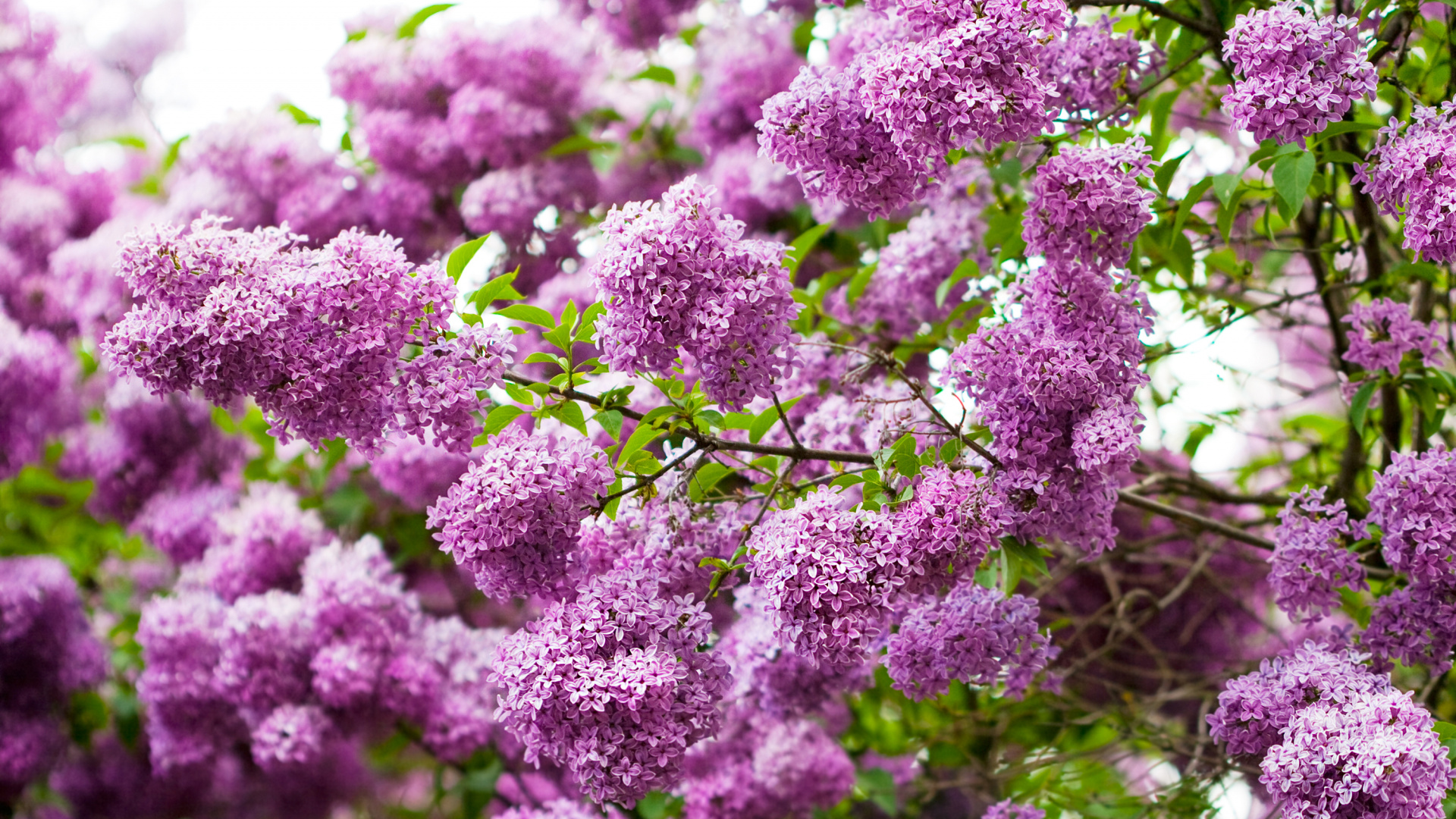 Обои цветковое растение, цветок, сирень, пурпур, растение в разрешении 1920x1080