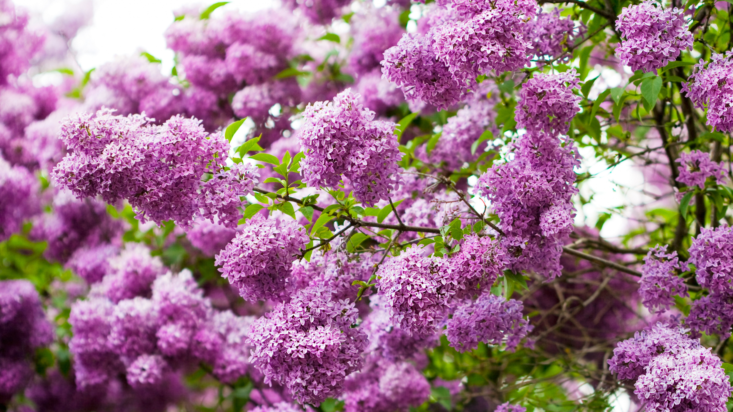 Обои цветковое растение, цветок, сирень, пурпур, растение в разрешении 2560x1440
