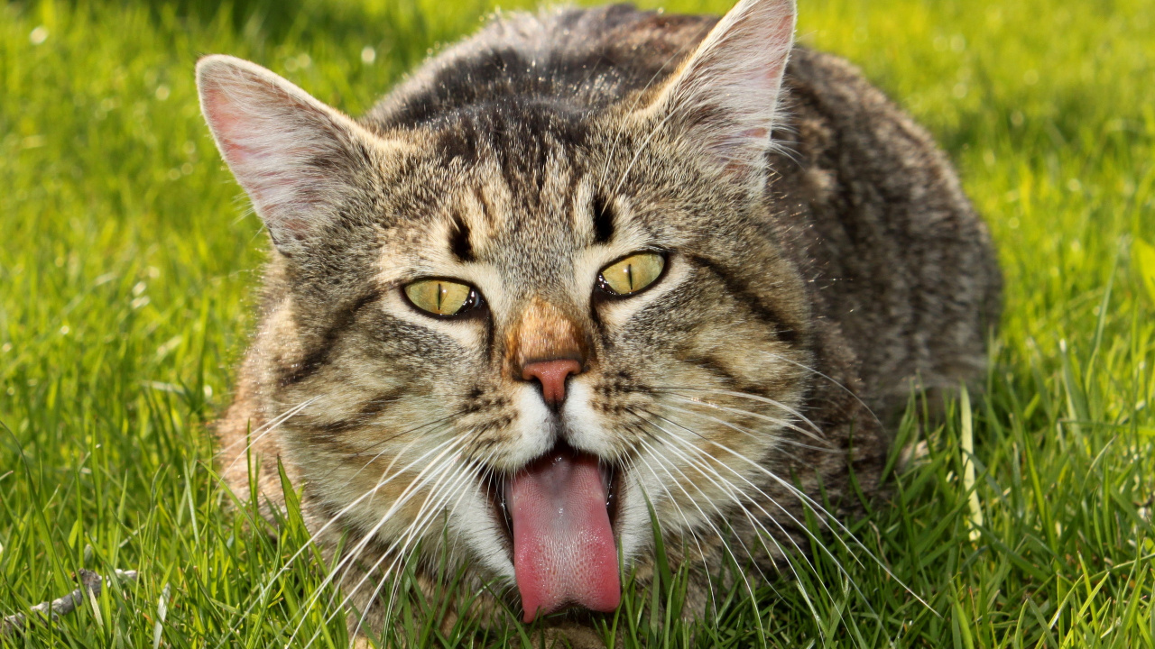 Обои кот, бакенбарды, полосатый кот, Дикая кошка, живая природа в разрешении 1280x720