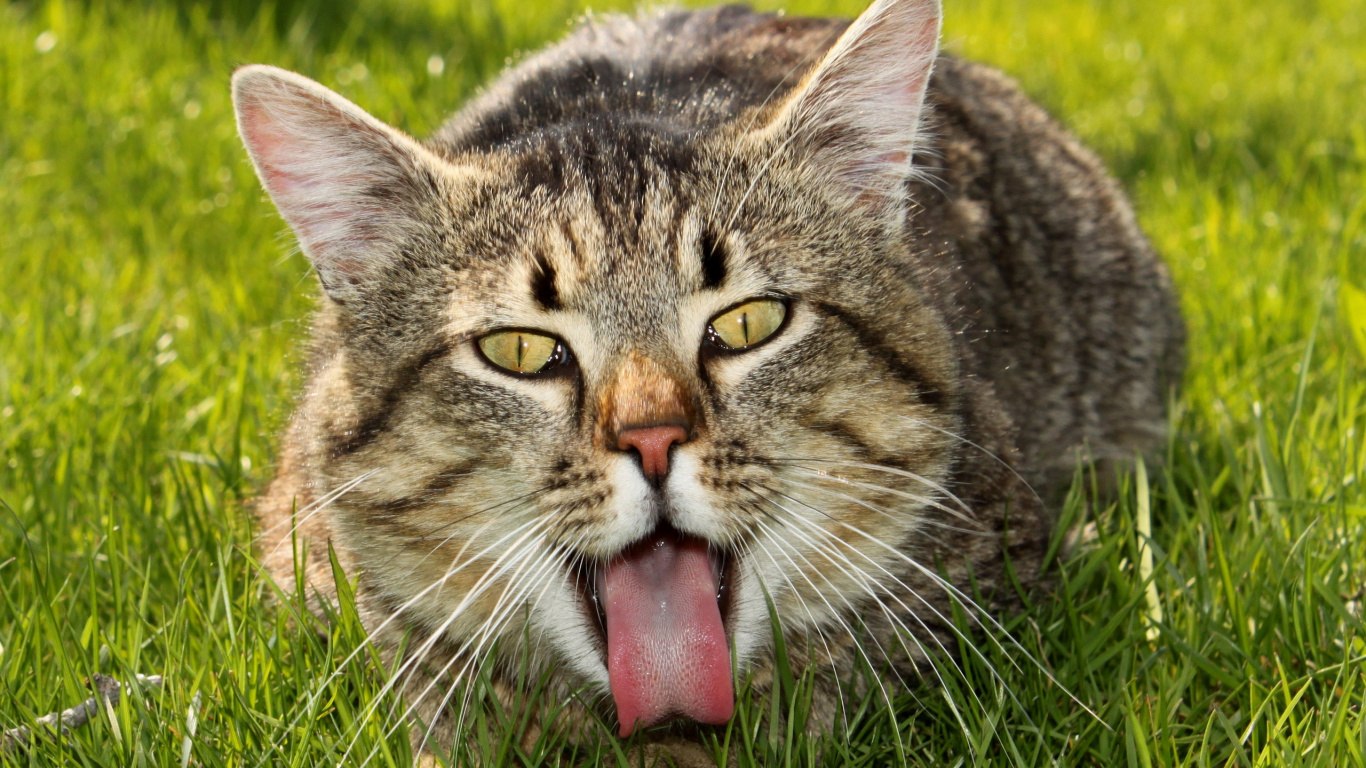 Обои кот, бакенбарды, полосатый кот, Дикая кошка, живая природа в разрешении 1366x768