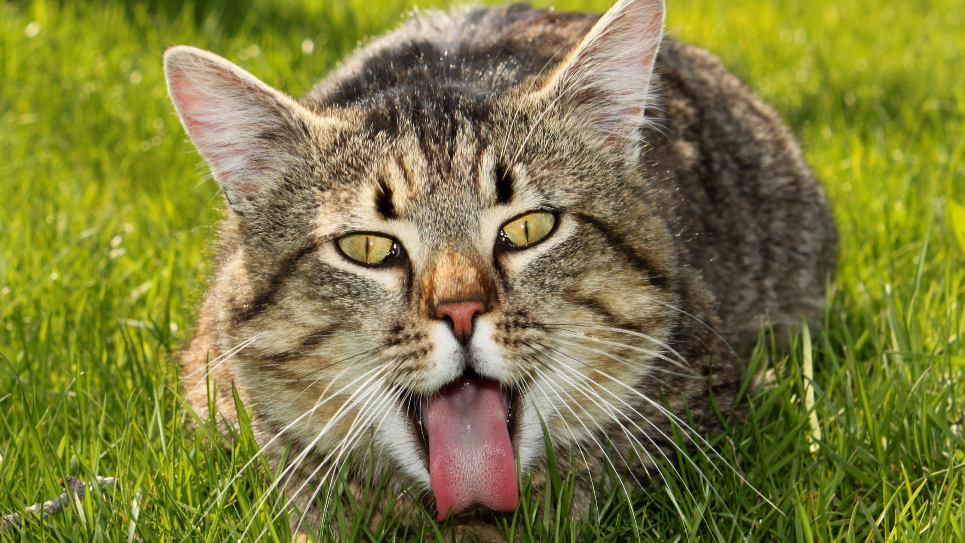 Обои кот, бакенбарды, полосатый кот, Дикая кошка, живая природа в разрешении 1920x1080