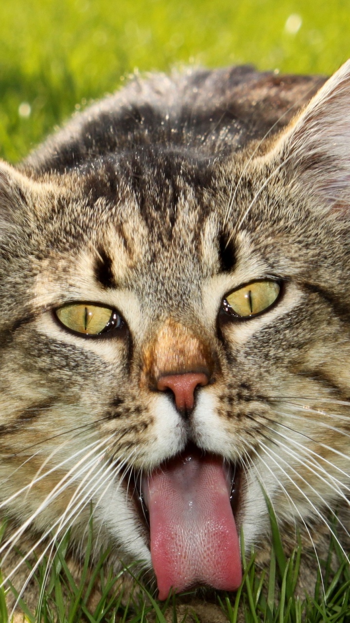 Обои кот, бакенбарды, полосатый кот, Дикая кошка, живая природа в разрешении 720x1280