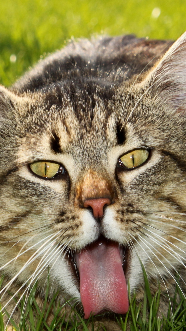 Обои кот, бакенбарды, полосатый кот, Дикая кошка, живая природа в разрешении 750x1334