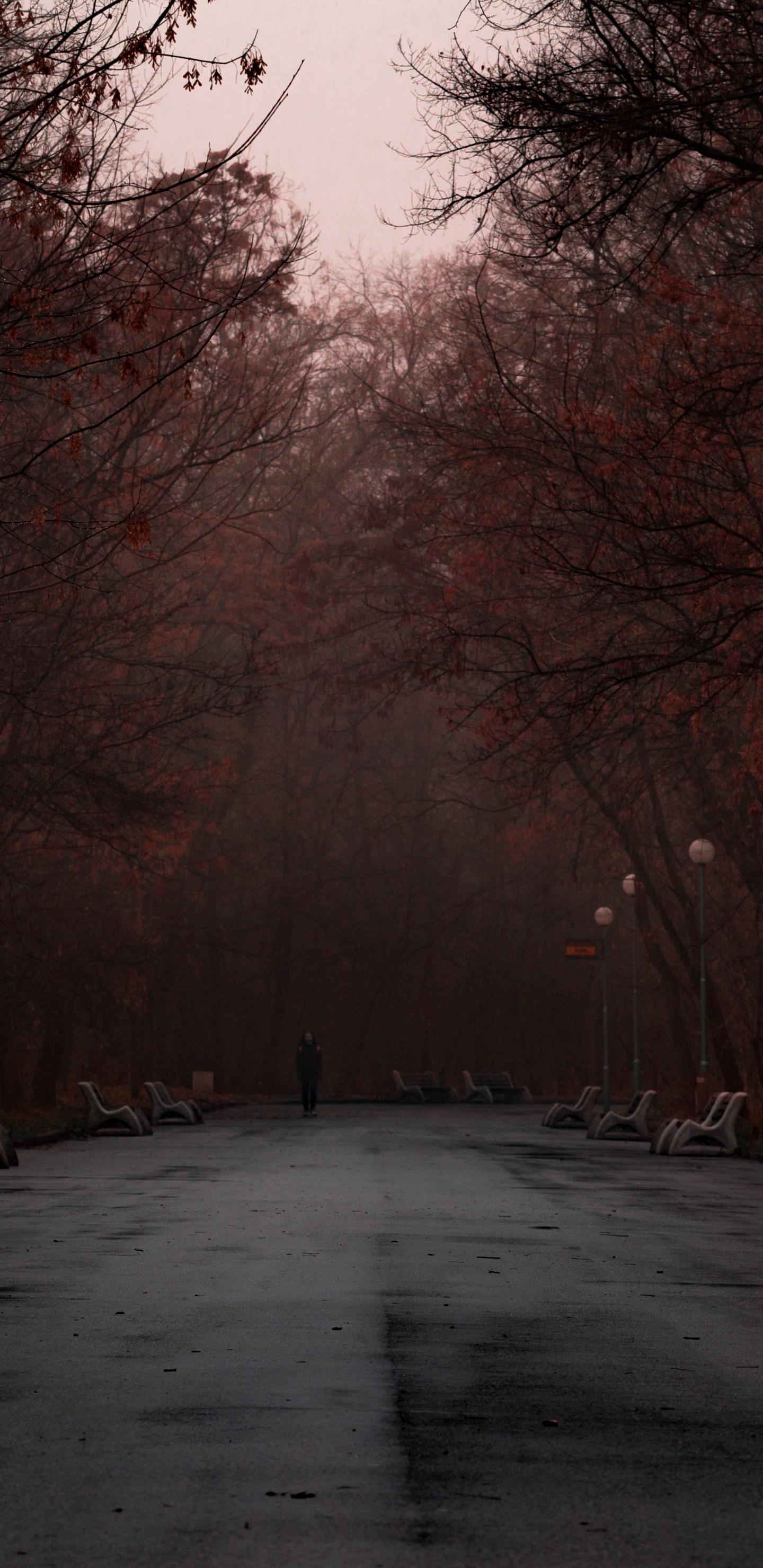 Обои природа, снег, дерево, зима, замораживание в разрешении 1440x2960