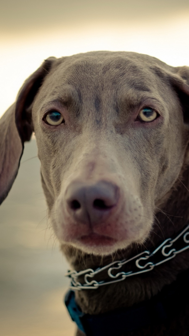 Обои Веймарская легавая, собака породы, морда, щенок, нос в разрешении 750x1334