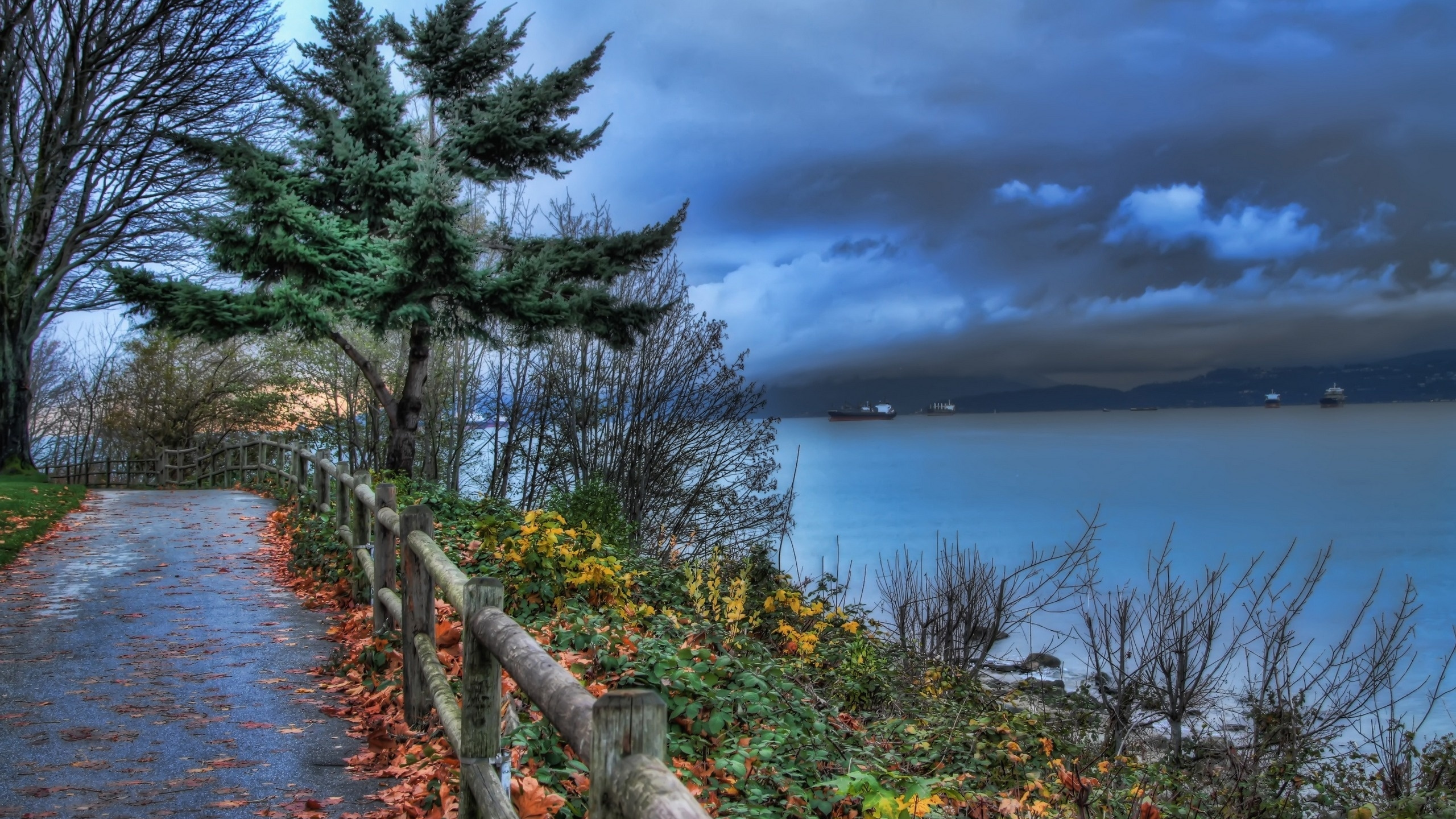 Обои дерево, вода, берег, облако, океан в разрешении 2560x1440