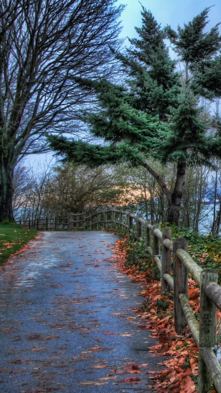 Обои дерево, вода, берег, облако, океан в разрешении 750x1334