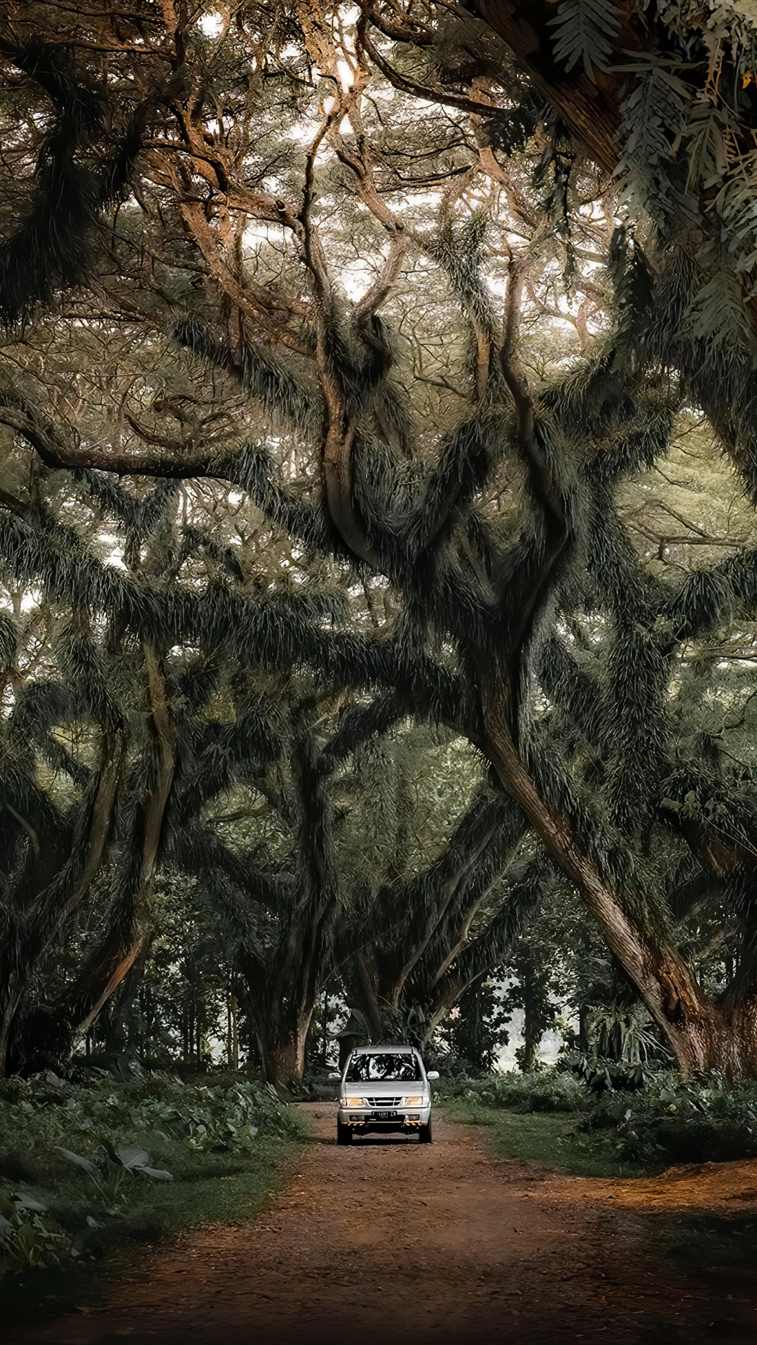 Обои компактный автомобиль, легковые автомобили, дерево, растение, природный ландшафт в разрешении 1080x1920