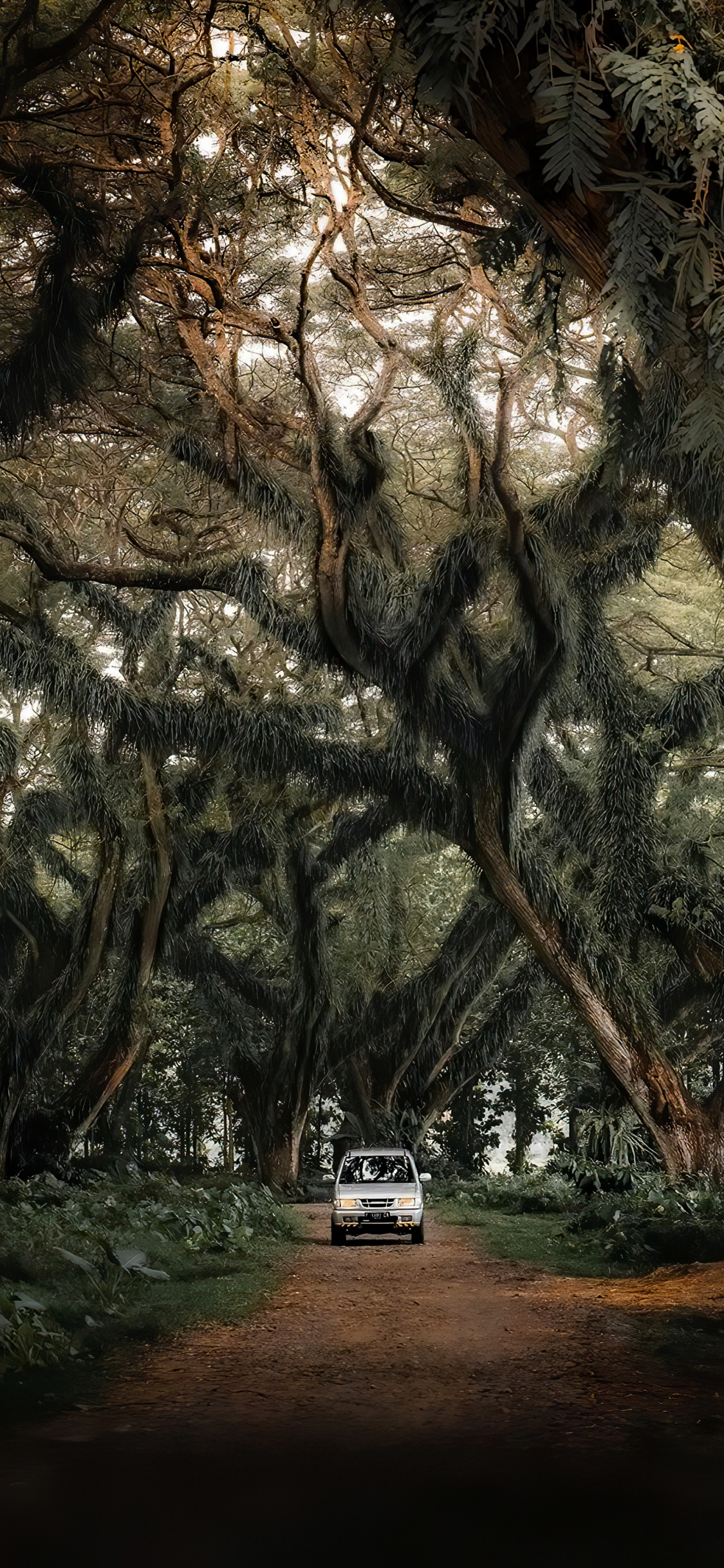 Обои компактный автомобиль, легковые автомобили, дерево, растение, природный ландшафт в разрешении 1125x2436