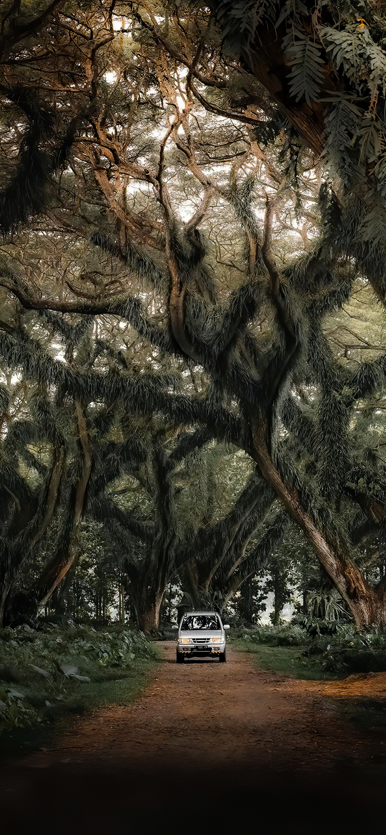 Обои компактный автомобиль, легковые автомобили, дерево, растение, природный ландшафт в разрешении 1242x2688