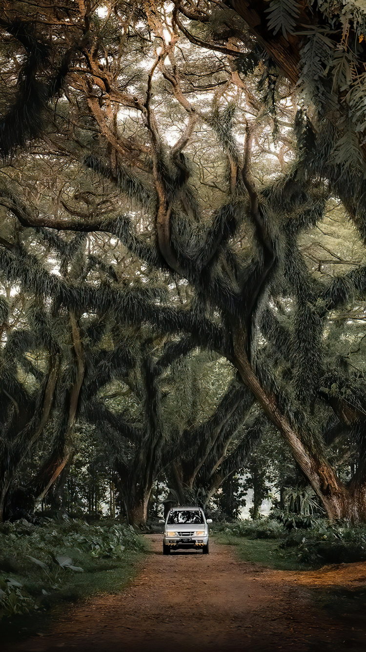 Обои компактный автомобиль, легковые автомобили, дерево, растение, природный ландшафт в разрешении 750x1334