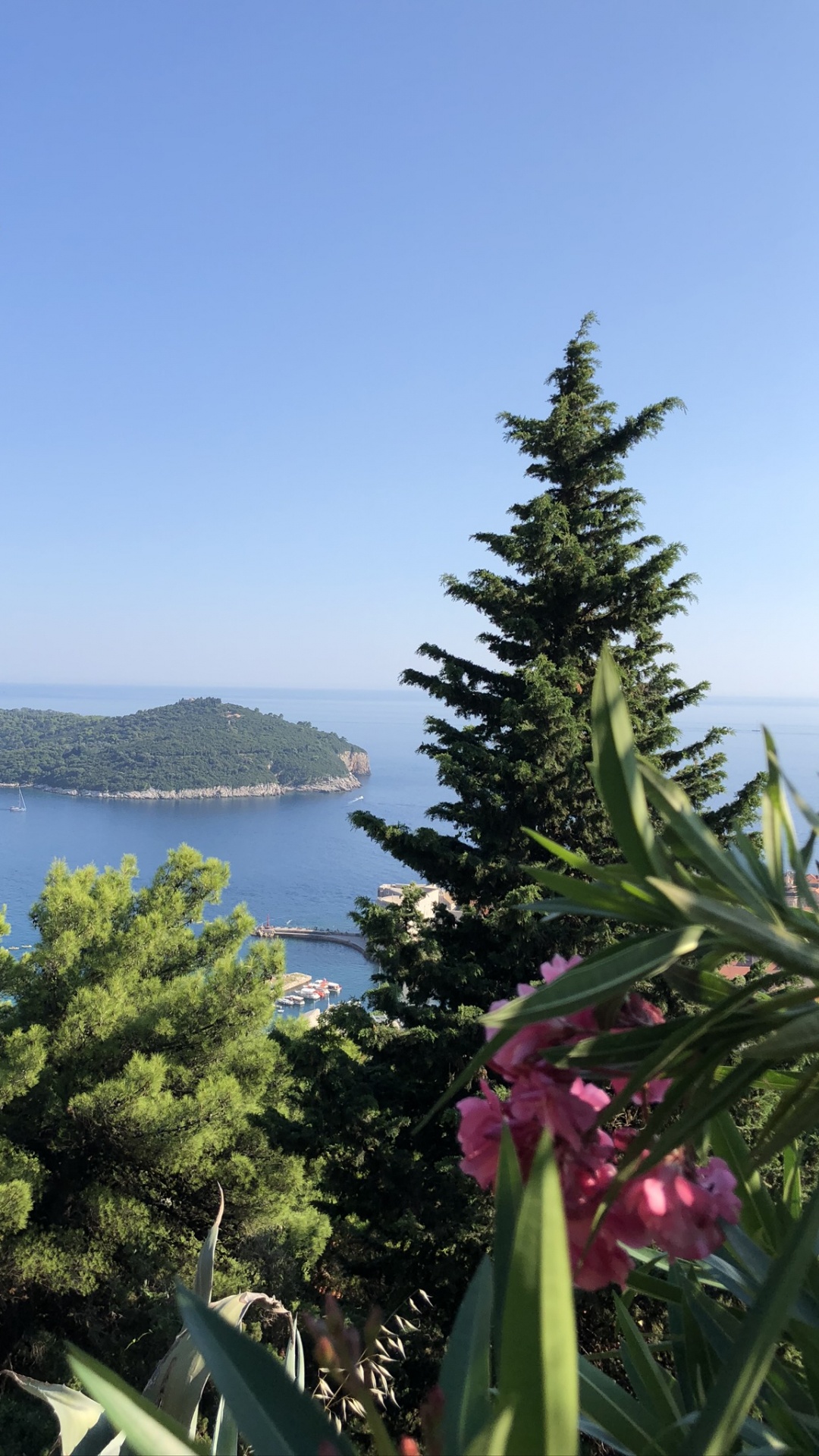 Обои растительность, пейзажи гор, биология, наука, природный ландшафт в разрешении 1080x1920