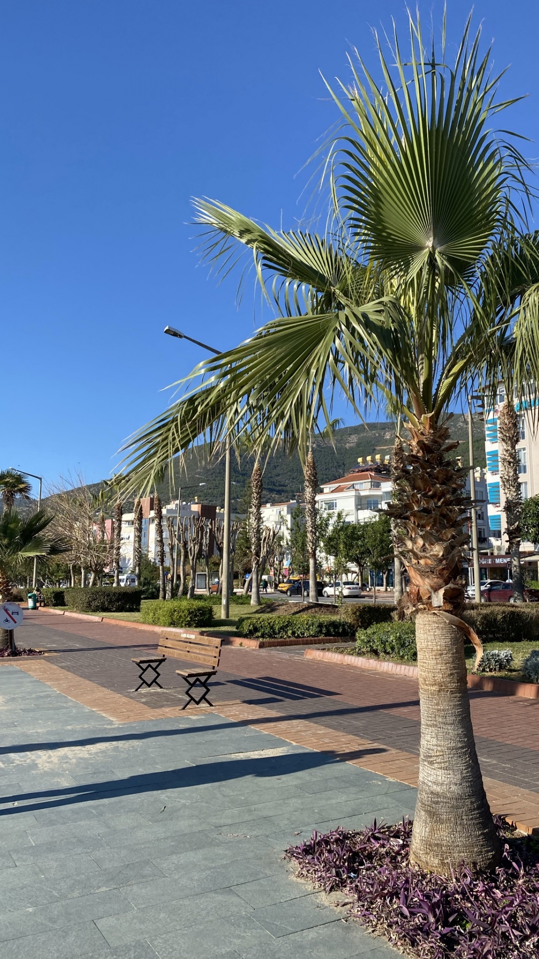 Обои пальмовые рощи, финиковая пальма, растение, лазурный, дерево в разрешении 1080x1920