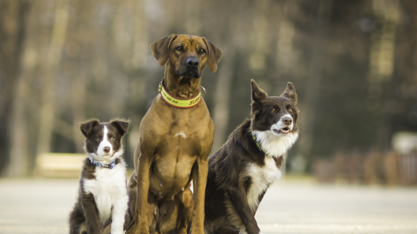 Обои уличные собаки, собака породы, морда, пес, собака компаньон в разрешении 1366x768