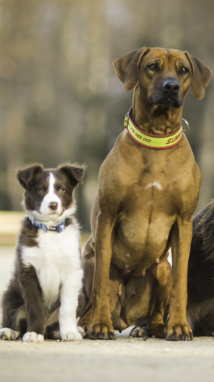 Обои уличные собаки, собака породы, морда, пес, собака компаньон в разрешении 750x1334