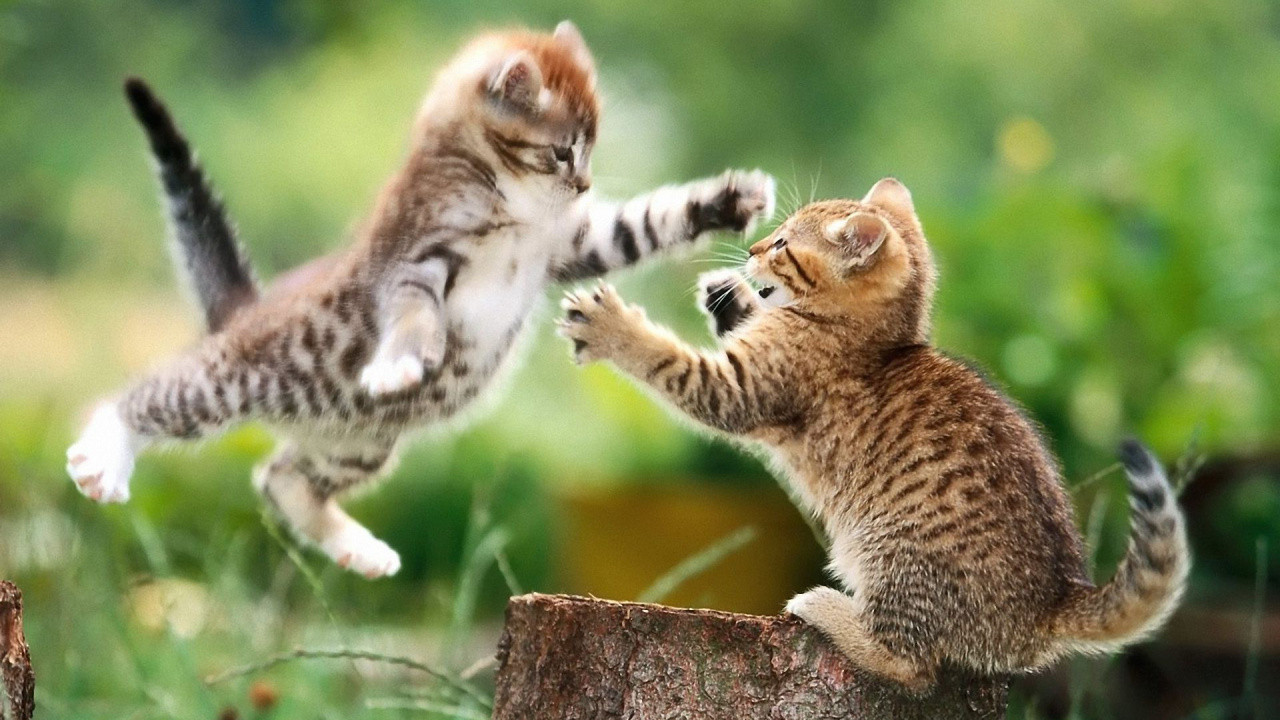 Обои кошки играют, котенок, сиамская кошка, пес, полосатый кот в разрешении 1280x720