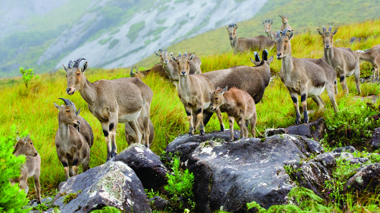 Обои Национальный Парк Эравикулам, Анай-Муди, национальный парк, парк, Нилгири тар в разрешении 1280x720