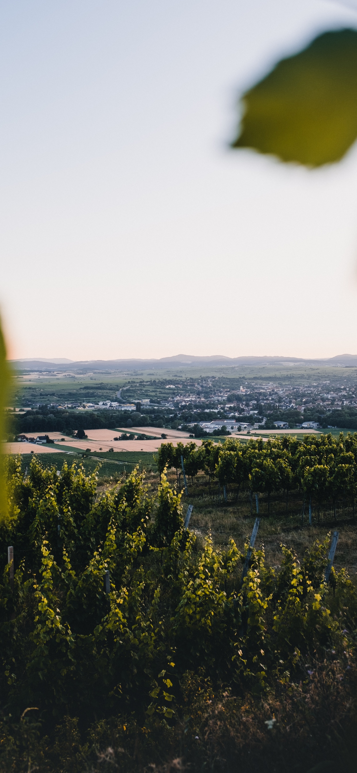 Обои природа, зеленый, желтый, дерево, лист в разрешении 1242x2688